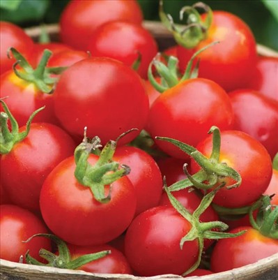 0050_20260111_1226_Baby Boomer Tomato.jpg